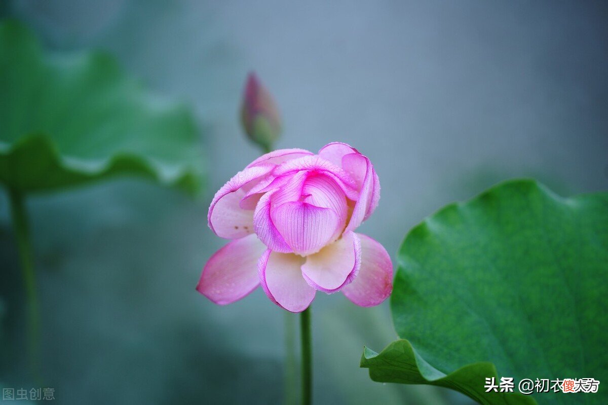 荷花生日是哪天 生日 荷花
