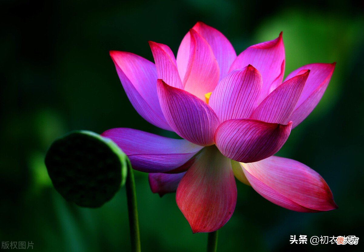 荷花生日是哪天 生日 荷花