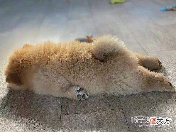 变成面包狗还爱我吗？无厘头新梗席卷长辈聊天框，回答让人泪目