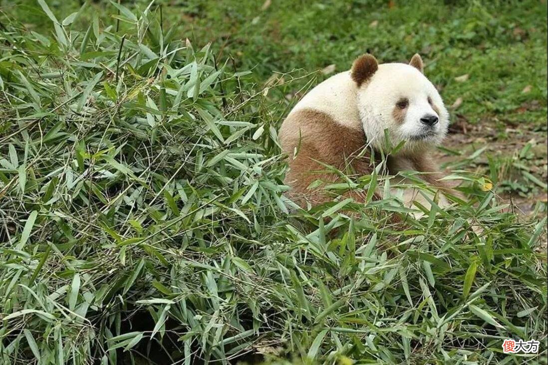 大熊猫数量增多 大熊猫的数量增多还是减少?