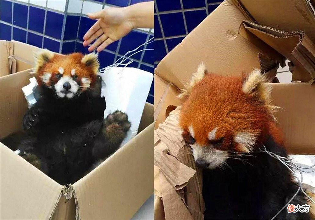 大熊猫安全了 大熊猫遇到危险会怎么样