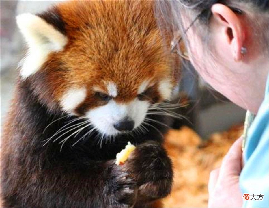 大熊猫安全了 大熊猫遇到危险会怎么样