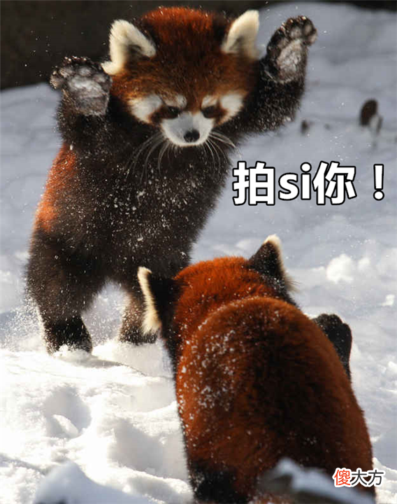 大熊猫安全了 大熊猫遇到危险会怎么样