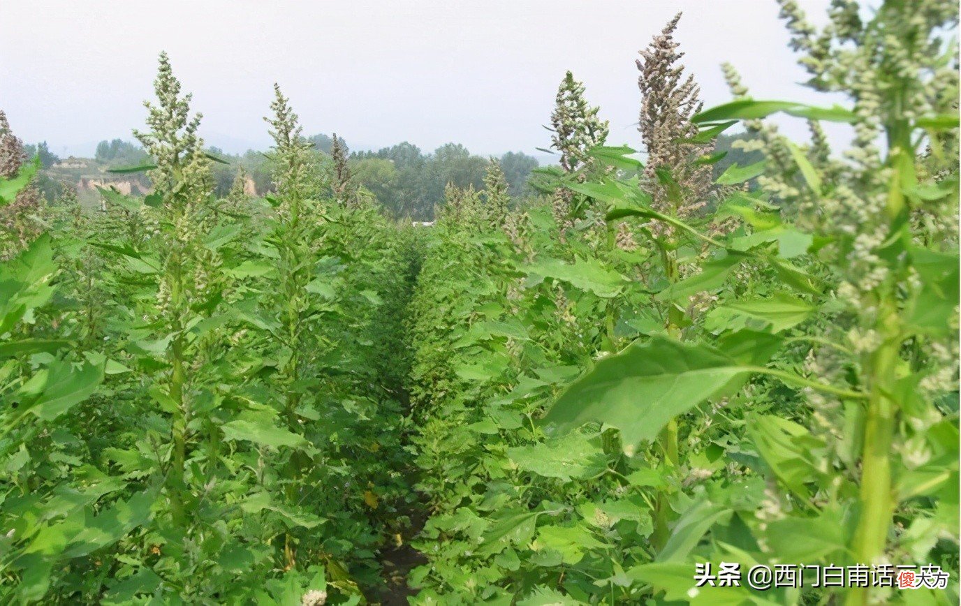 藜麦被当作宇航员的太空专用食品 藜麦是航天员吃的吗