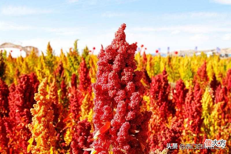 藜麦被当作宇航员的太空专用食品 藜麦是航天员吃的吗