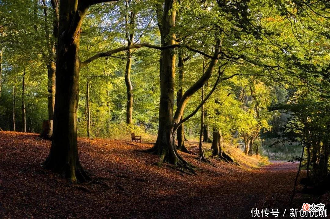 【十二星座】5月，出门撞喜运，事业运腾飞，将名利双收，美梦成真的三个生肖