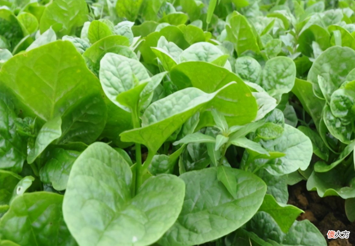 能吃又能观赏 可以食用又可以观赏