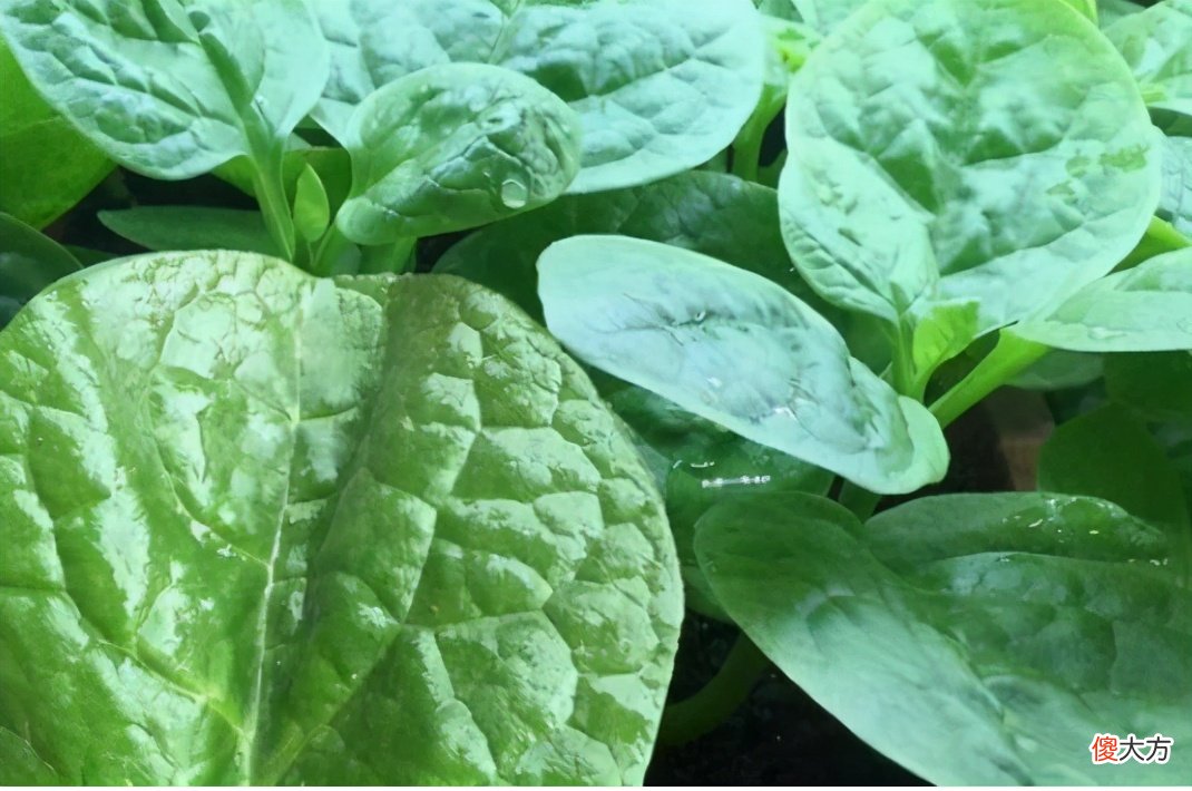 能吃又能观赏 可以食用又可以观赏