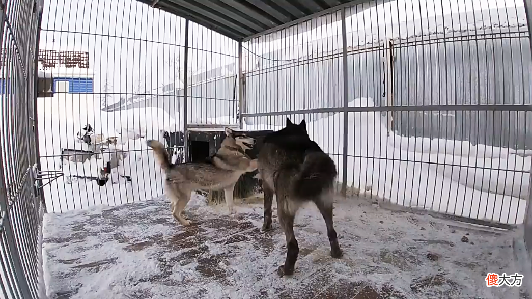 哈士奇究竟是狼还是狗 哈士奇属于狼还是狗