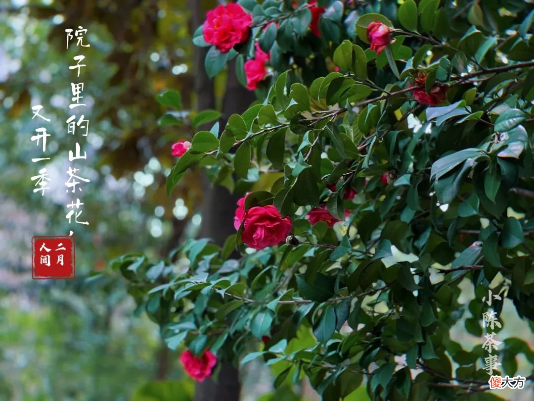为什么白茶里有那么多香气 白茶为什么越放越香