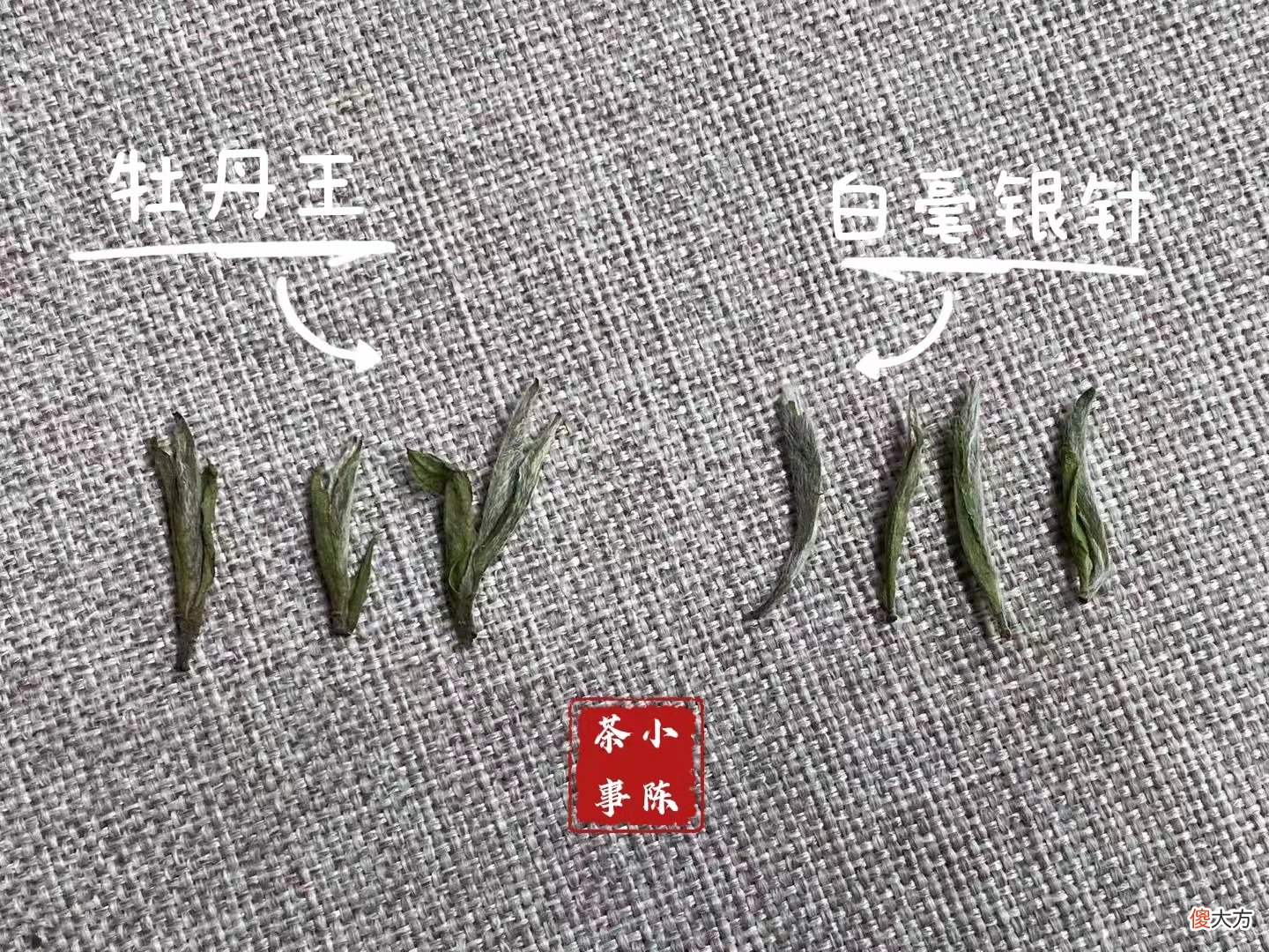 两种茶有什么区别 各种茶有什么区别