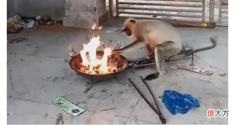 你以为是成语 你以为是成语其实是网络用语