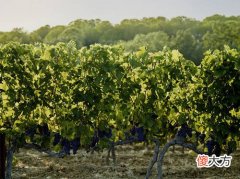 2021年酒水代理怎么样 如何加盟酒业