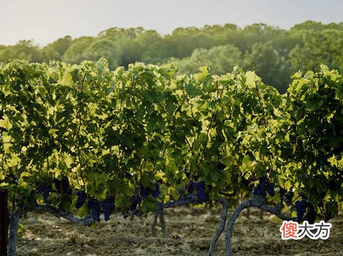 2021年酒水代理怎么样 如何加盟酒业