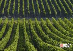 开红酒加盟店要怎样招揽客人 红酒庄园加盟