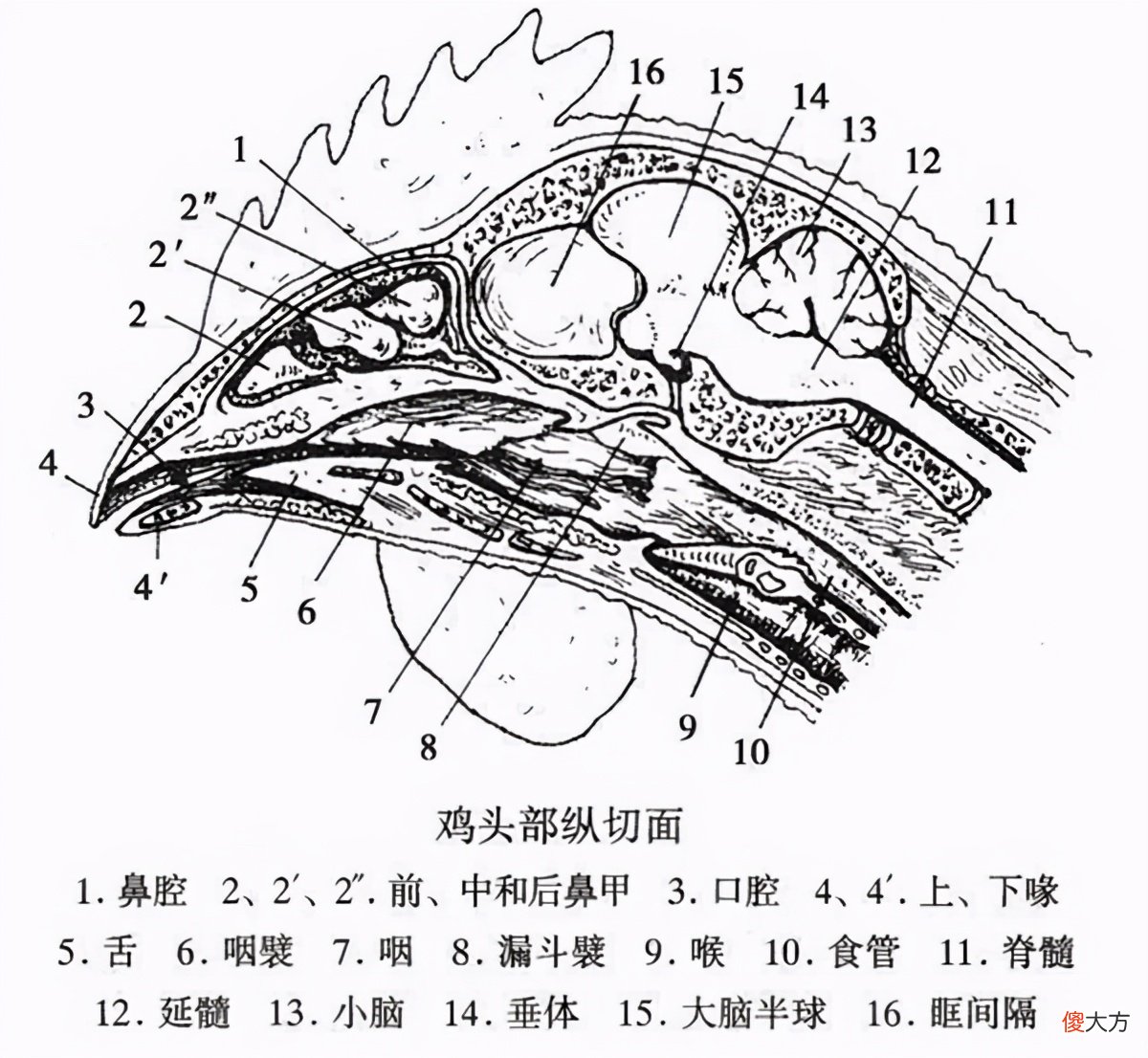 没有头的鸡活了18个月 活了18个月的无头鸡