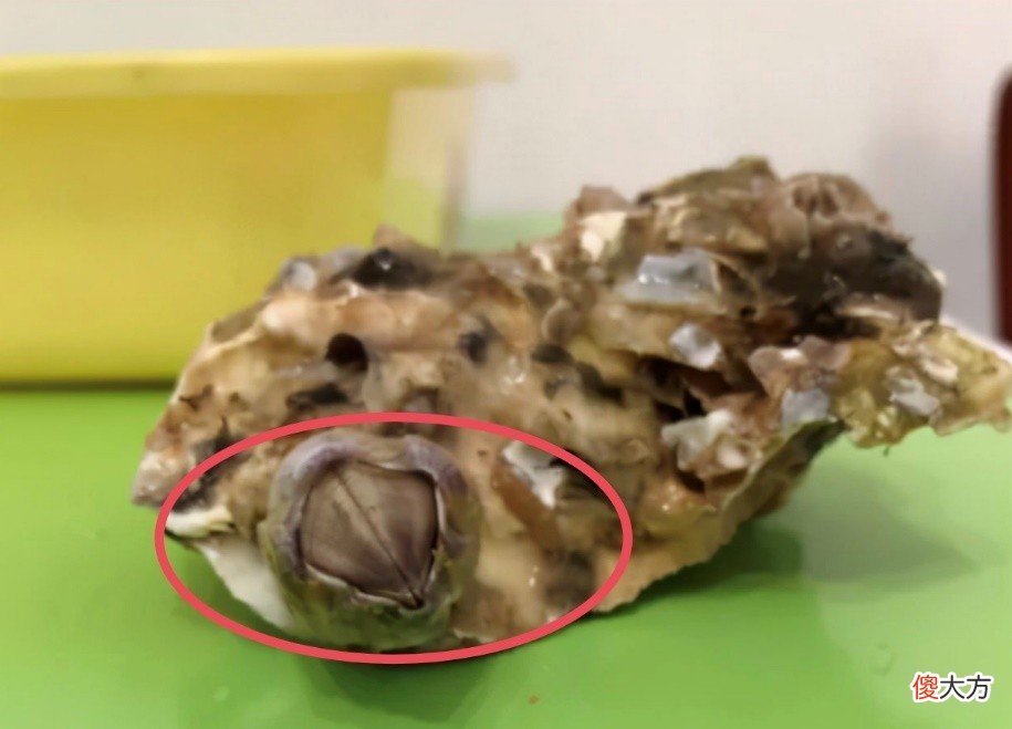 吃生蚝这些东西一定要注意 吃生蚝注意啥
