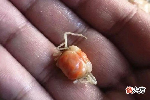 吃生蚝这些东西一定要注意 吃生蚝注意啥
