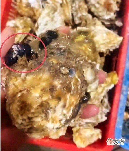 吃生蚝这些东西一定要注意 吃生蚝注意啥