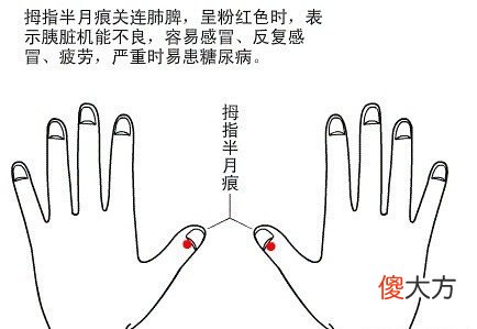 半月痕观健康图解