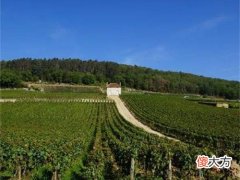 实体店红葡萄酒加盟教你如何做 红酒加盟哪个牌子好