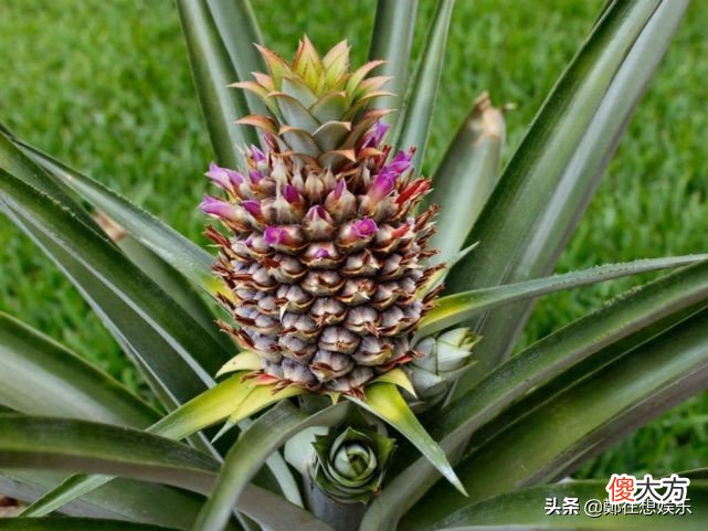关于菠萝你从来不知道的9件事