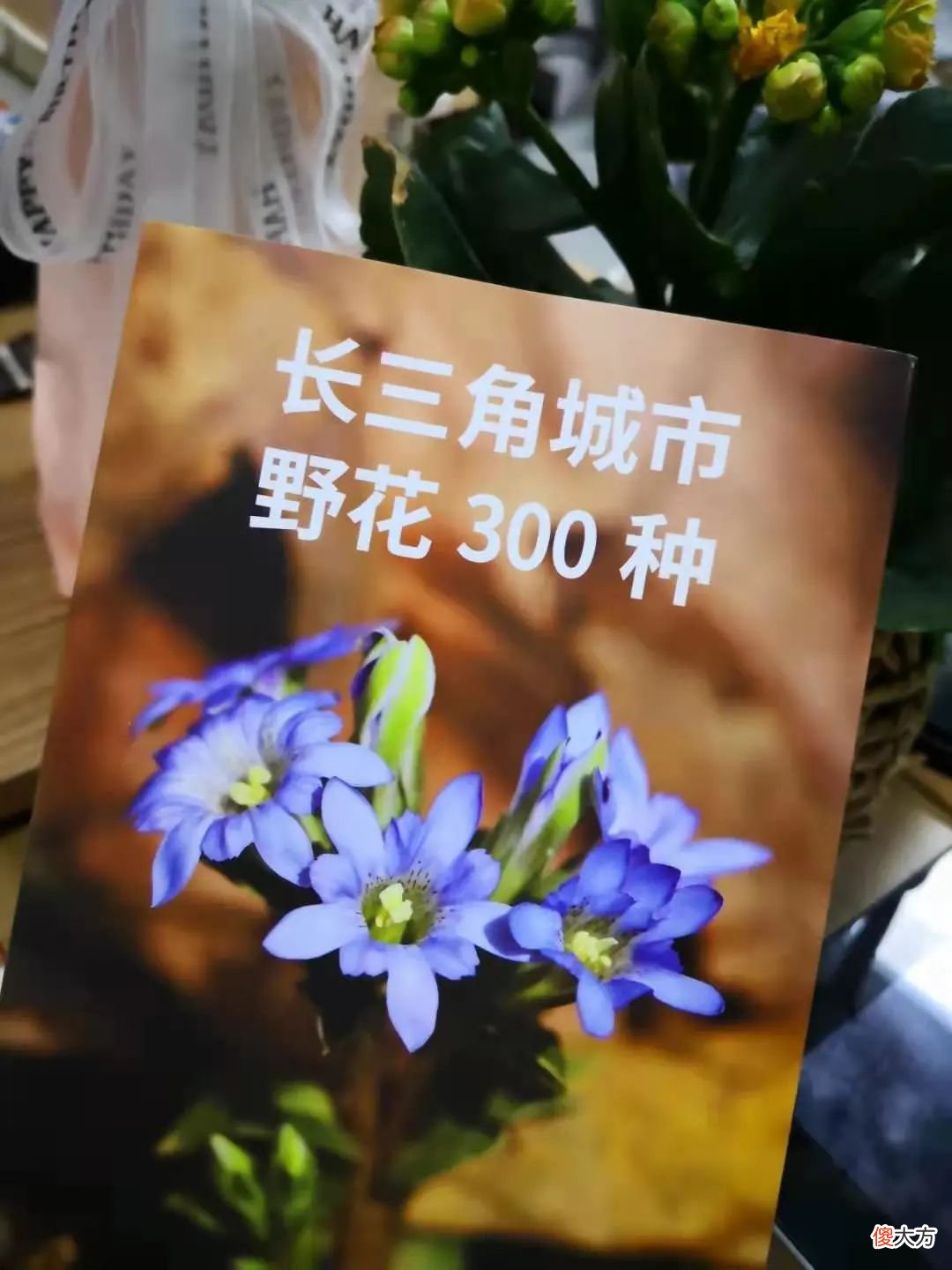 路边的野花不要采呀不要采 路边的野花不要采哦