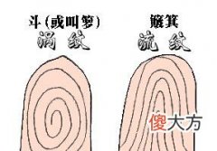 深度分析手指螺纹看命运