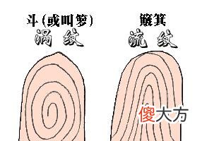 深度分析手指螺纹看命运