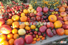 关于番茄的那些历史和事实 番茄的历史故事