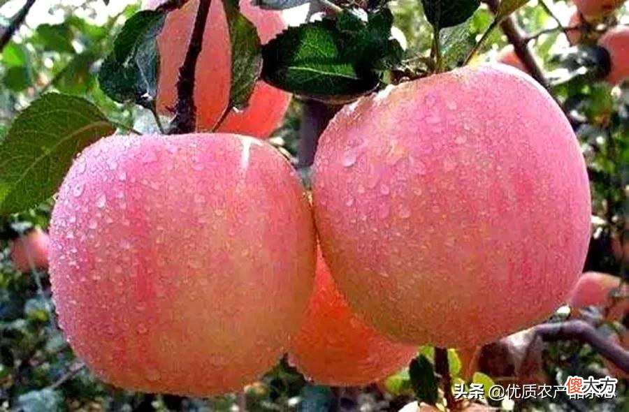 中国古人都吃些什么水果 中国古代人吃什么水果