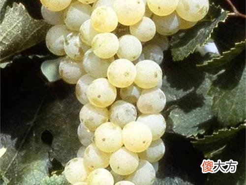 酸碱性食物对身体有什么危害 碱性食物的好处
