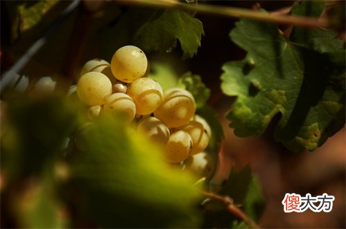 波尔多特级酒庄 波尔多酒庄