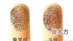 深度分析-手指螺纹个数与命运