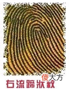 手指纹看你的情感婚姻好不好