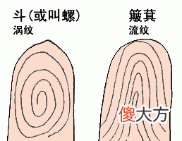 手指纹看你的情感婚姻好不好