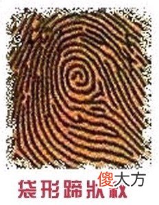 手指纹看你的情感婚姻好不好