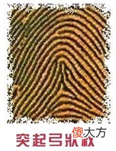 手指纹看你的情感婚姻好不好