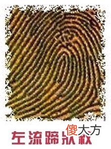 手指纹看你的情感婚姻好不好