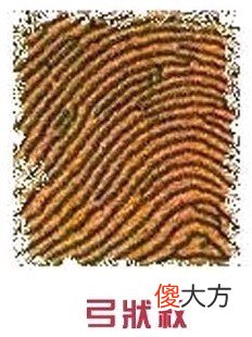手指纹看你的情感婚姻好不好