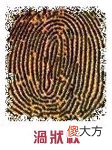 手指纹看你的情感婚姻好不好