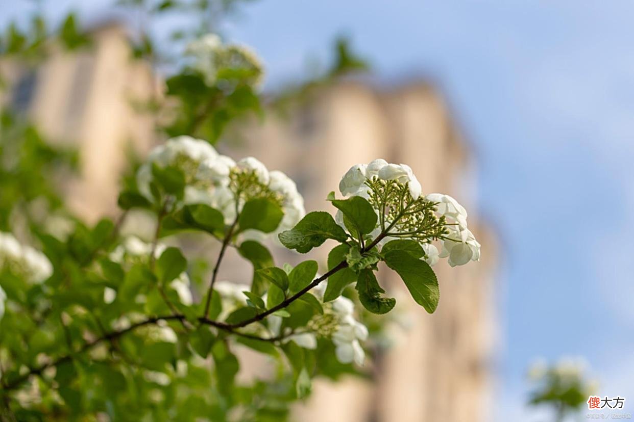 【历史故事】琼花：冰清玉洁，巧笑嫣然，一路“走来”带着浪漫完美的爱情故事