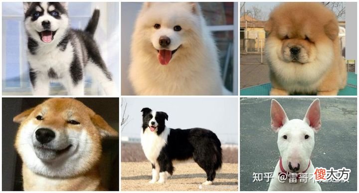 新手养狗需要注意什么 新手养幼犬要注意什么