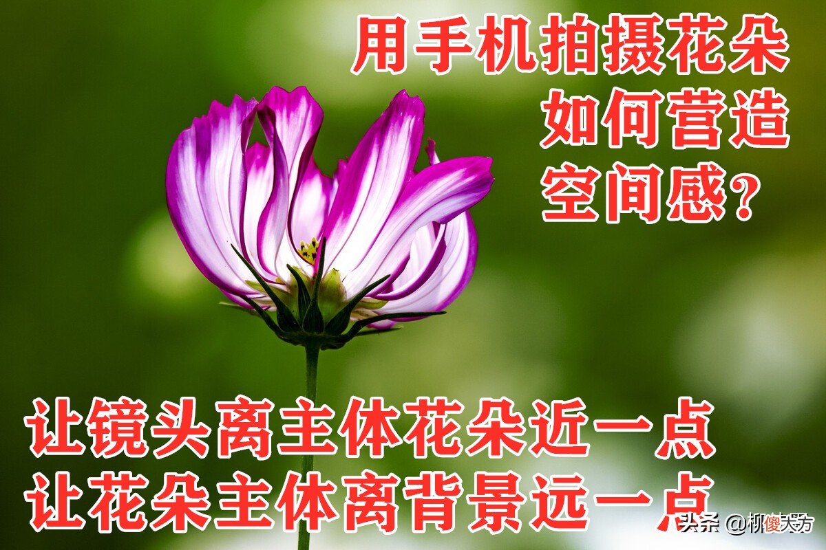 春天拍摄花朵 春天的花朵