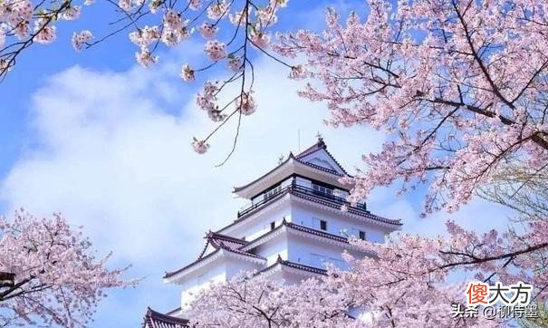 春天拍摄花朵 春天的花朵
