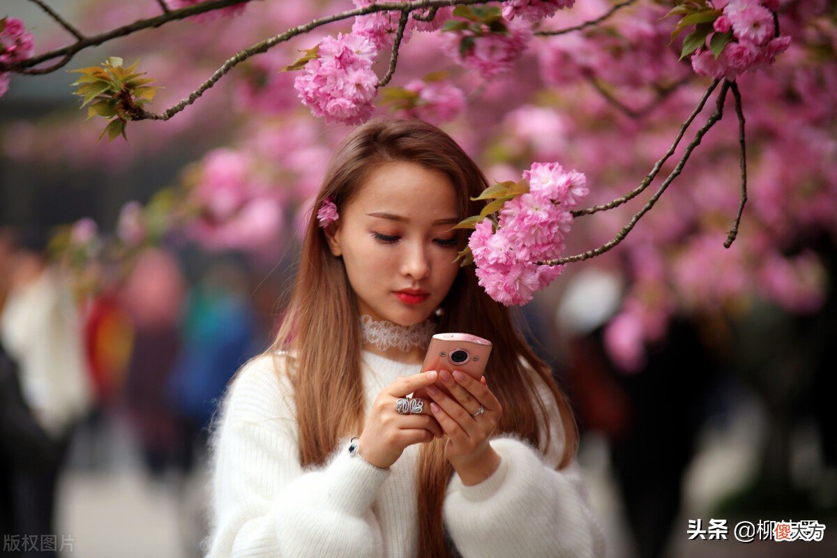 春天拍摄花朵 春天的花朵