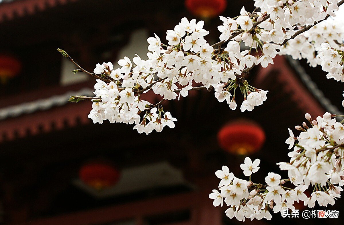 春天拍摄花朵 春天的花朵