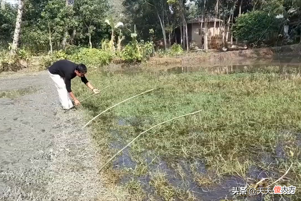 秋季黑鱼的几种民间钓法 黑鱼的垂钓方法