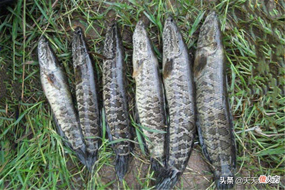 秋季黑鱼的几种民间钓法 黑鱼的垂钓方法