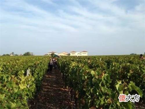 葡萄酒的颜色来自于哪里 红葡萄酒长时间陈年后颜色一般为